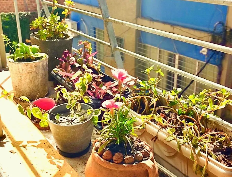Meu abrigo-1