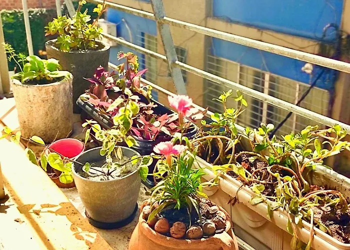 Meu Abrigo Apartamento Recife que aceita animais de estimação